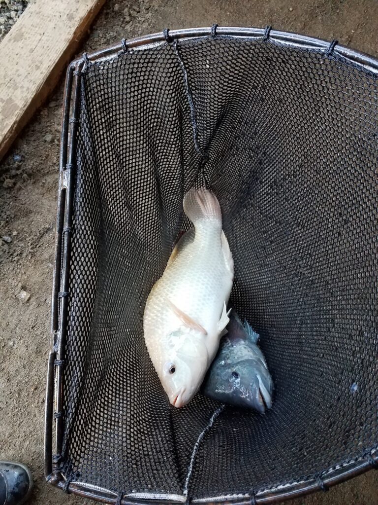 The Food Rescue of 1000 Fishes