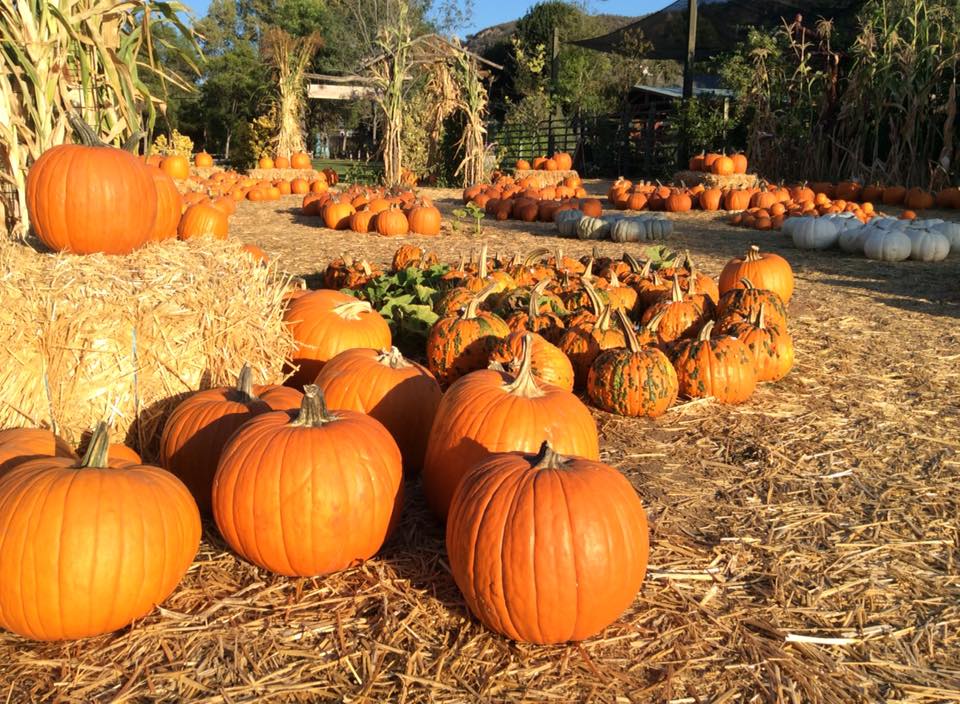 Pumpkins, Cider & Pie: 15 Ways to Celebrate Fall in San Diego County