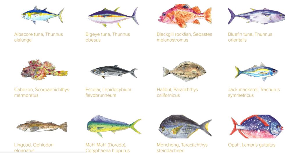 San Diego’s Bounty of the Sea in Watercolors