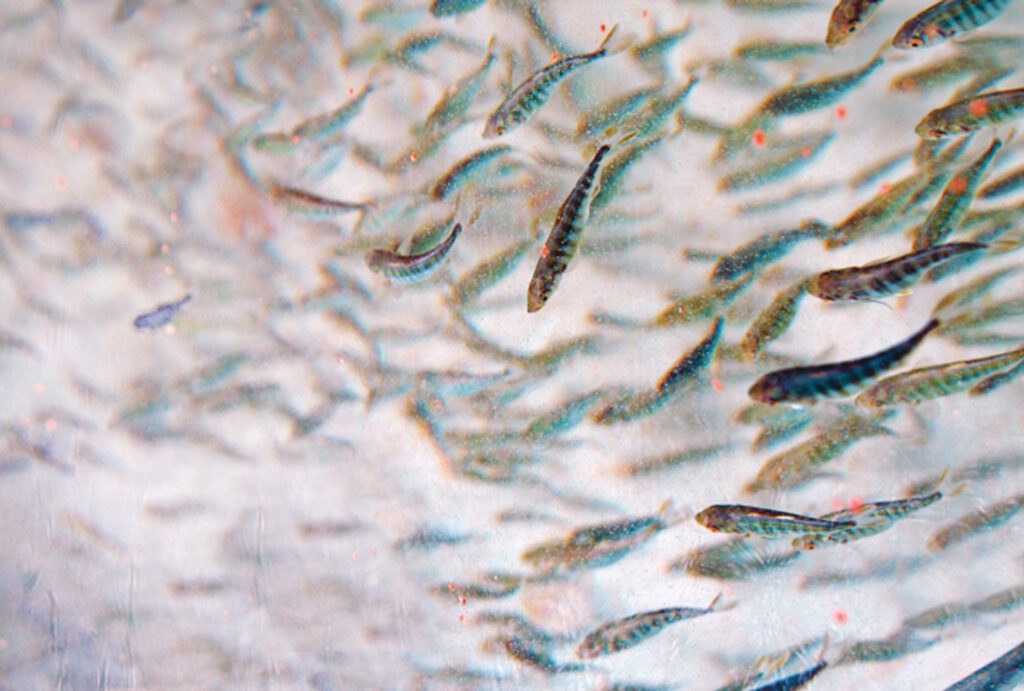 The Promise of Aquaculture