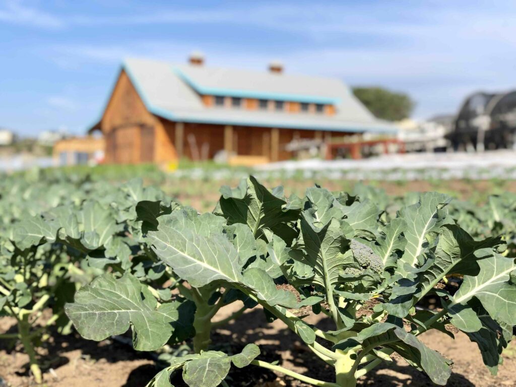 A Quick-and-Dirty Glossary of Farming Terms
