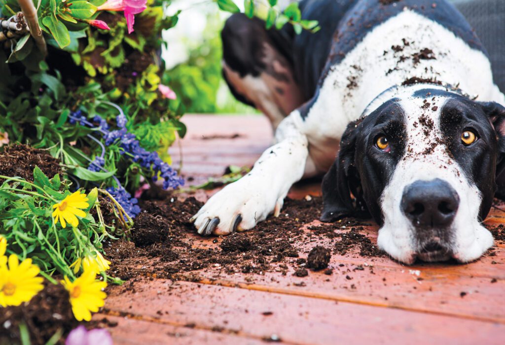 Keeping Your Garden Pet Friendly