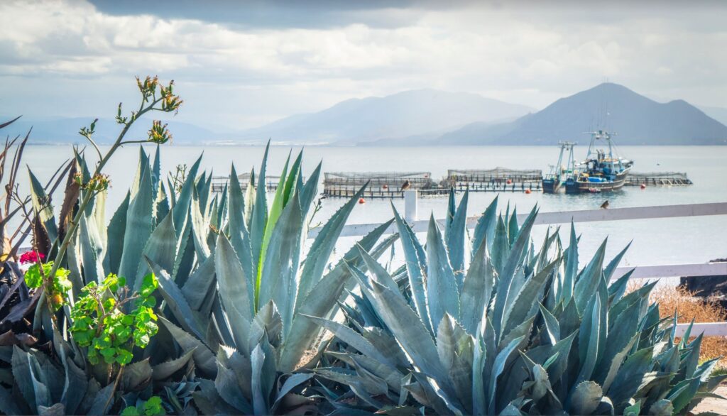 Finfish Farming: Envisioning Aquaculture in San Diego