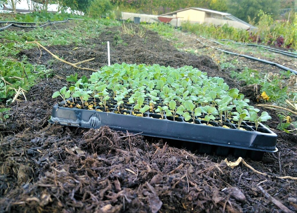 Shop Like a Local: Get Canyon View Farms Fresh Produce at the Fallbrook Farmers’ Market