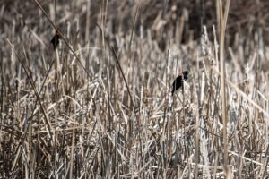 Red-winged blackbird. Image: Candice Vivien.