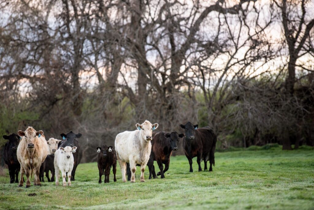 A Must-read Summer Feature from Edible Communities