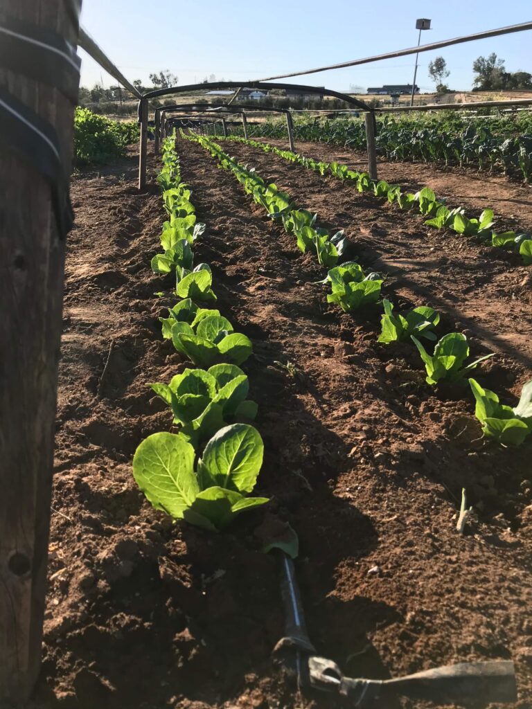 Homegrown Connections