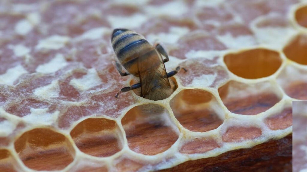 San Diego Master Gardeners Teach Earth-Friendly Gardening