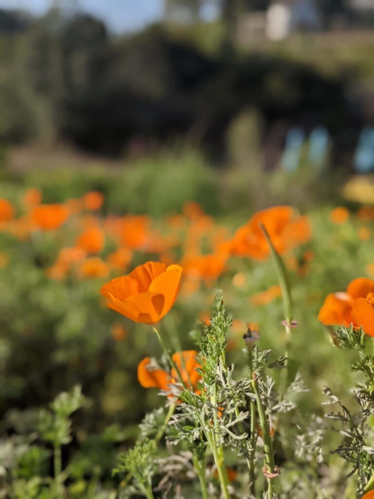 Regenerative Farmsteading Fosters Education