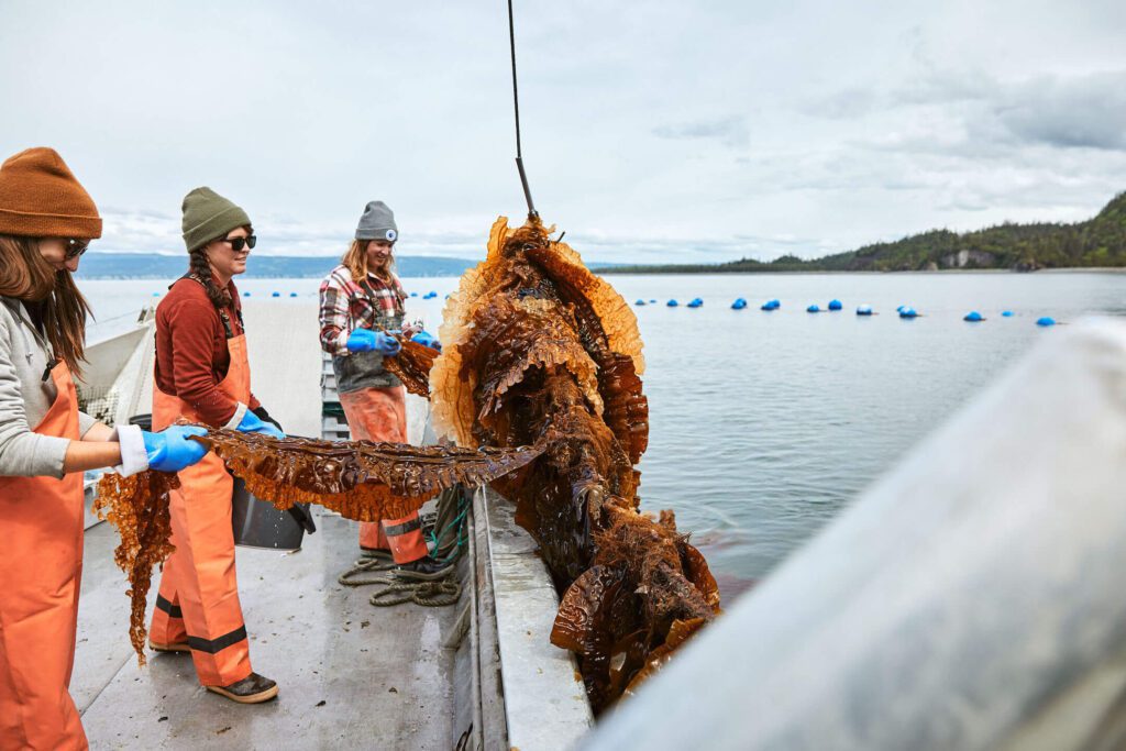From Sea Forest to Table