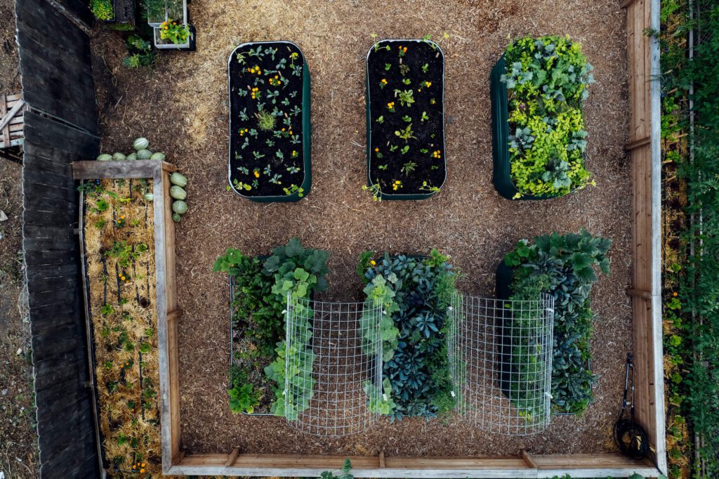 Growing a Food Revolution