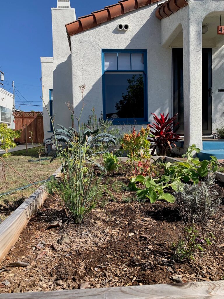 Starting a Little Free Garden