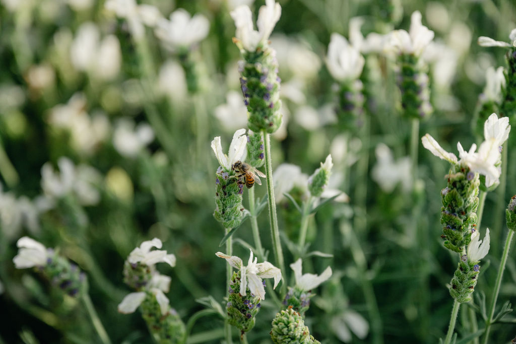 A Modern Homesteading Journey