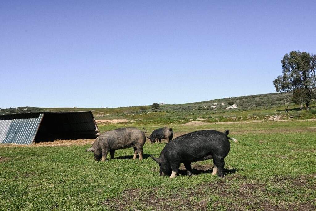 Regenerative Ranching in San Diego