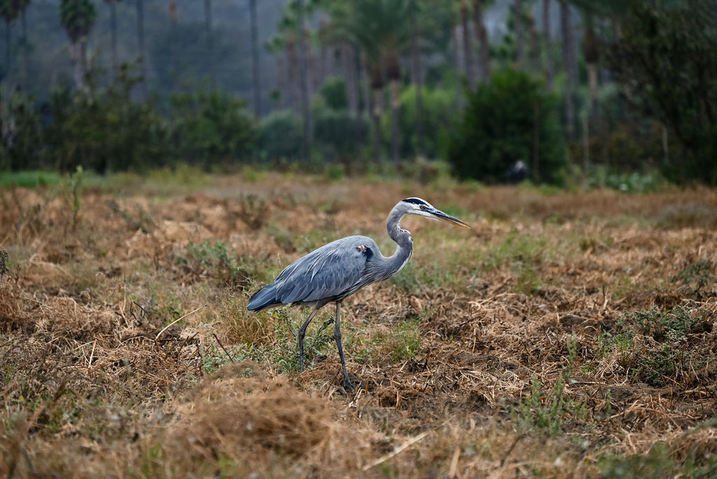 Everyone Eats Well at Chino Farm