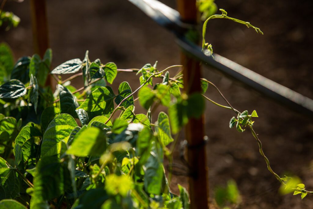 What’s Smart About Smart Food?