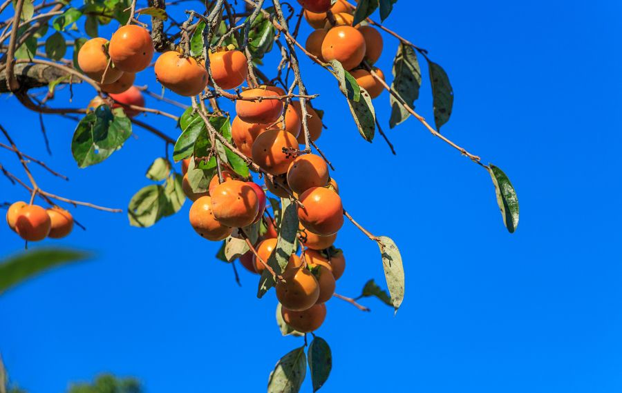 Fall Events for Persimmon Pickers, Pie Lovers, and More