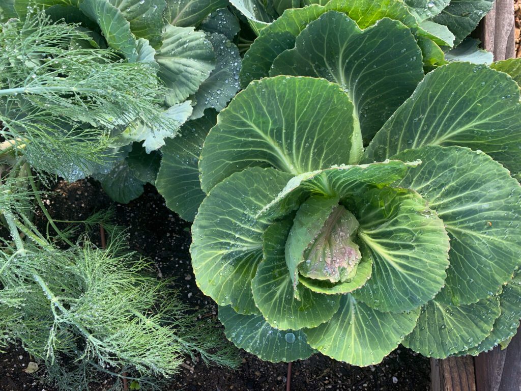 Winter Gardening in San Diego