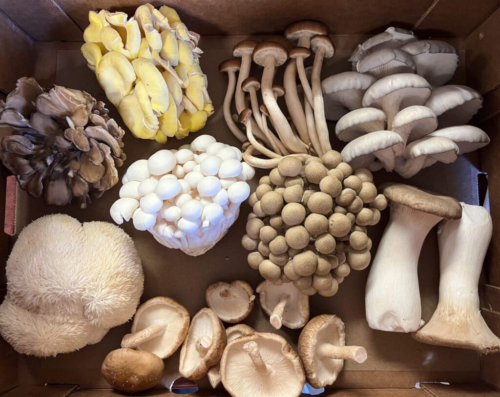 Oh My! Mycology!