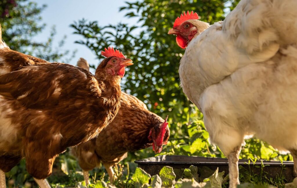 They’re SO Fluffy!