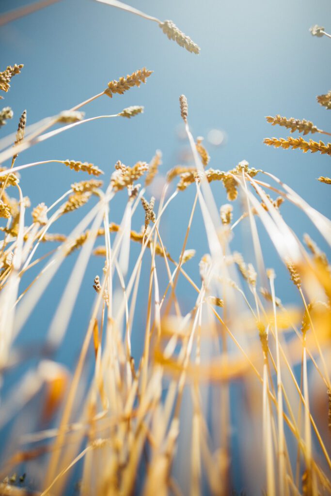 The Bakers and the Wheat