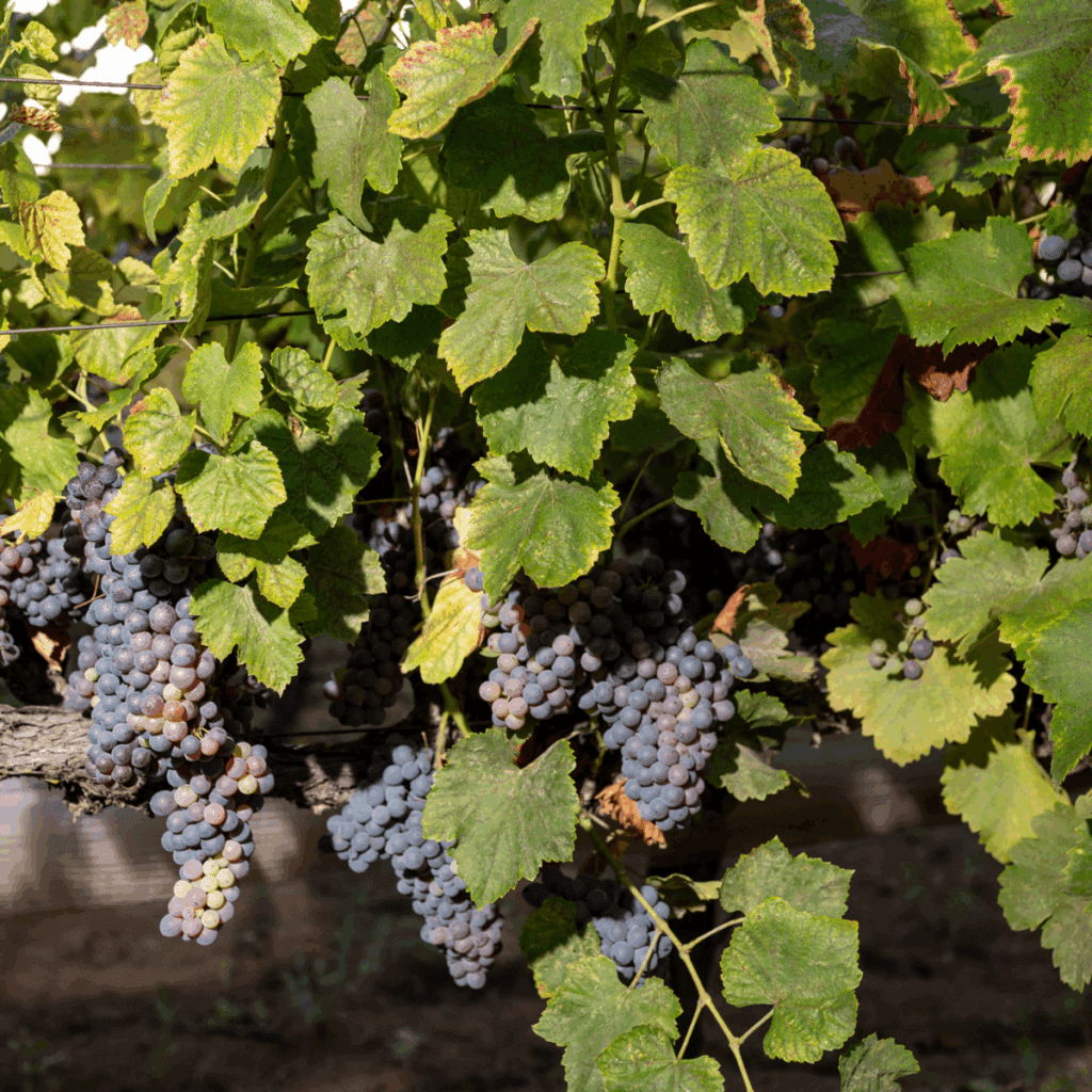 Storum Ranch Cider and Winery