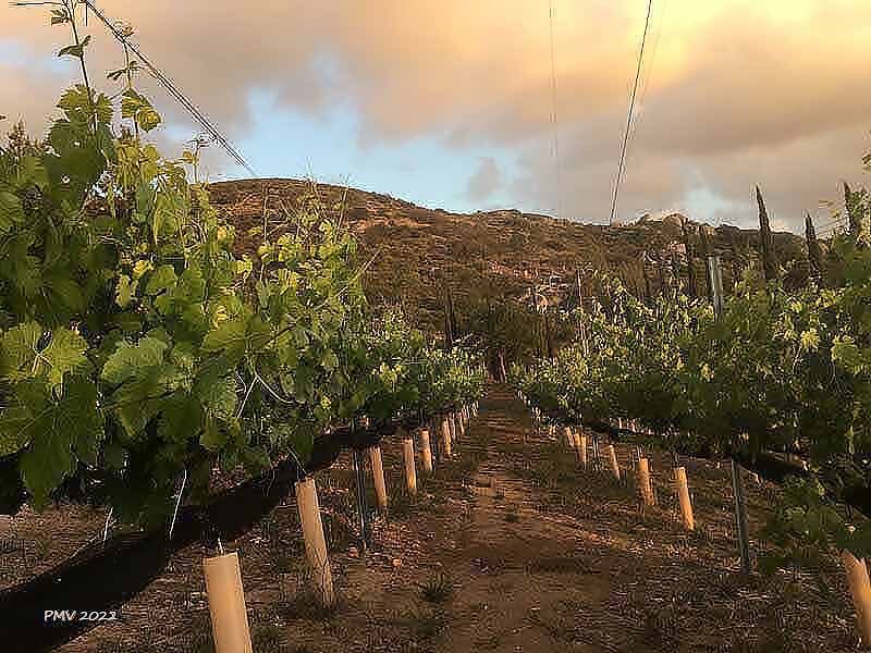 Poco Montaña Vineyards & Winery