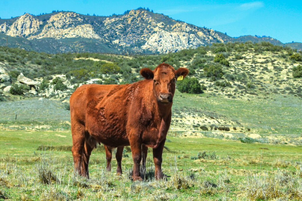 Field Notes with Phil Noble