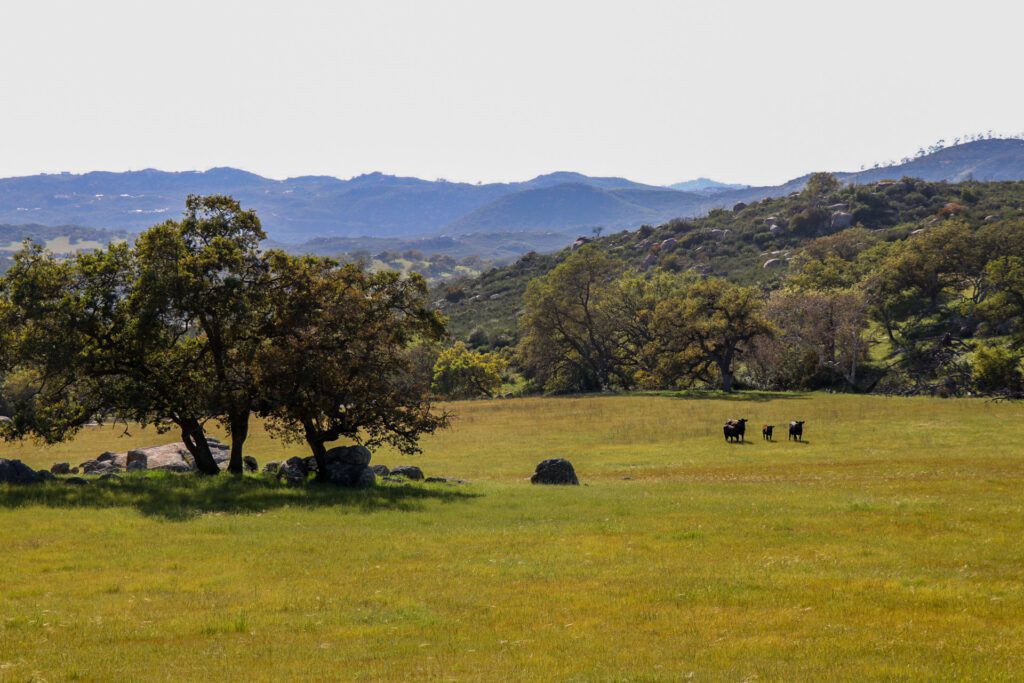 Rancho Guejito