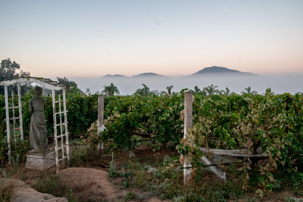 FROM MISSION VINES TO MODERN WINES