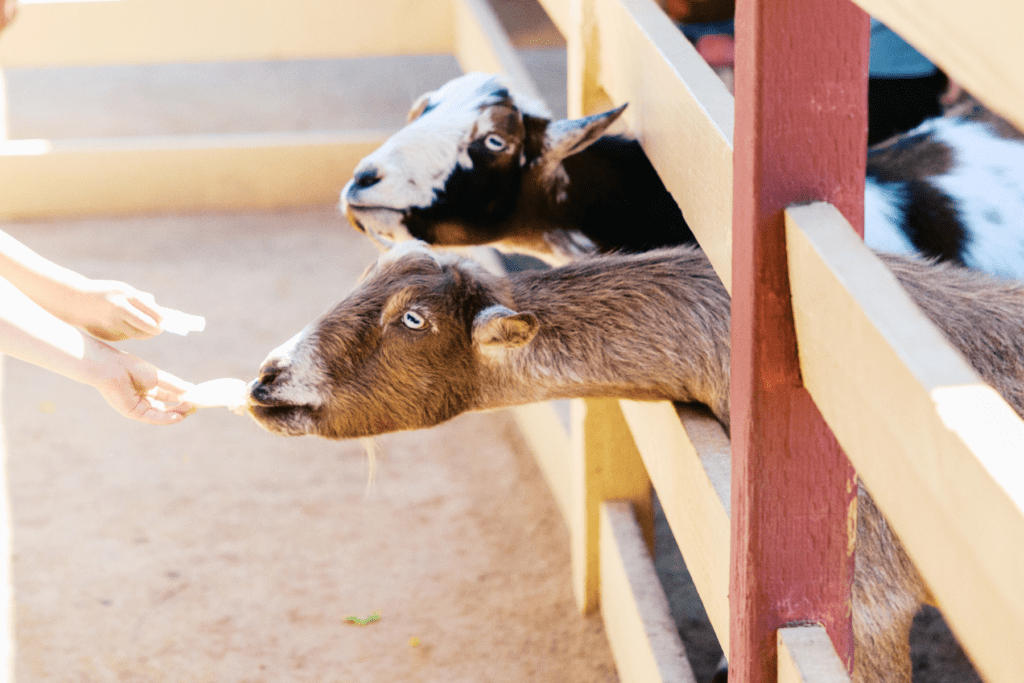 Planting the Seeds for a Screen-Free Summer in San Diego