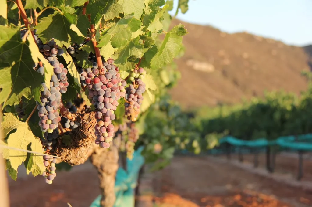 VV Vineyards