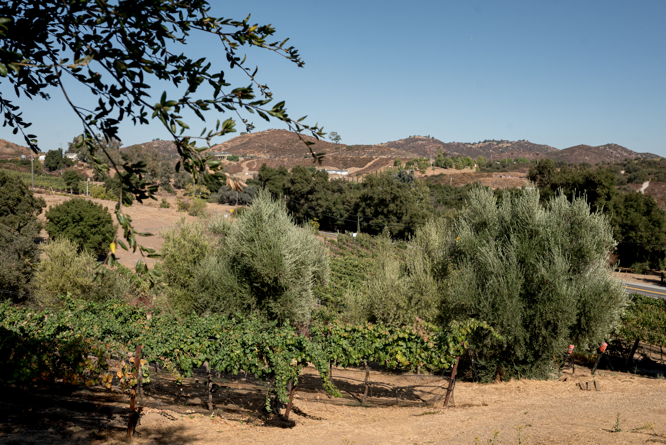 image_1