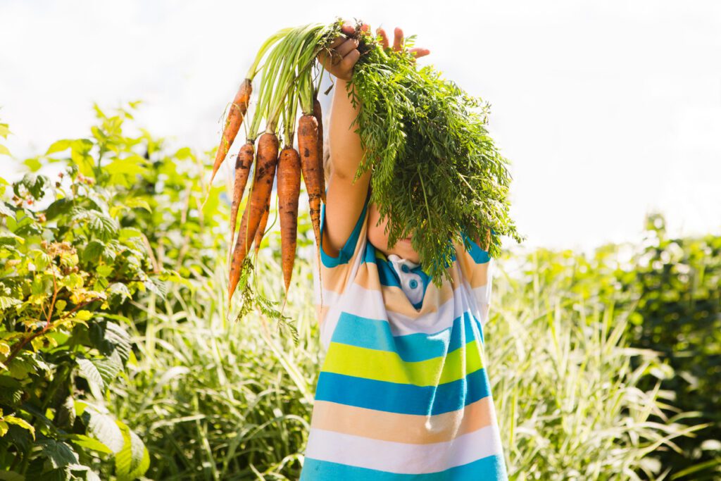 Happy smiling kid boy holding organic carrots outdoors of farm. Boy having fun with gardening and helping
