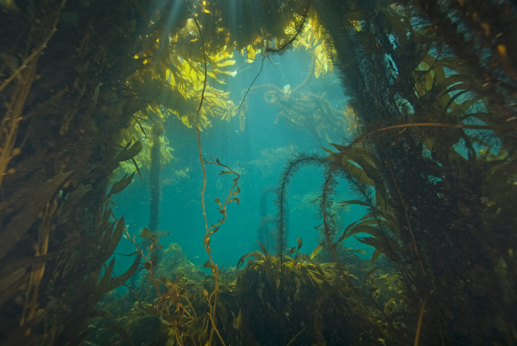 Seaweed Reconsidered